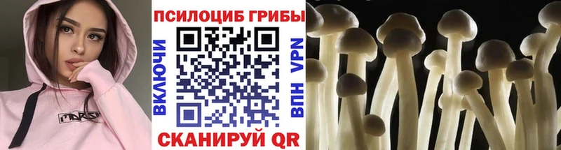 Псилоцибиновые грибы Psilocybe  Купить  Бавлы 